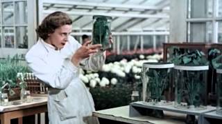 bayer films preview