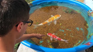 Mini POND Dead Fish!! NEW  FISH