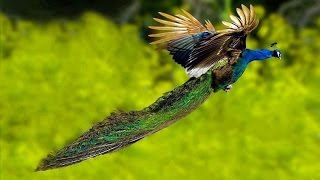 Glamorous Indian Peacock 매력적인 인도 공작 HD