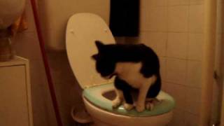 Cat on toilet - Miguel Pablo