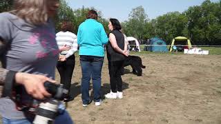 2019 05 09 Раменское, монопородная выставка, ЧК ,Чёрный терьер