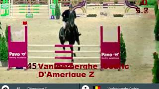 D'Amerique Z hengstencompetitie Lier 5YO
