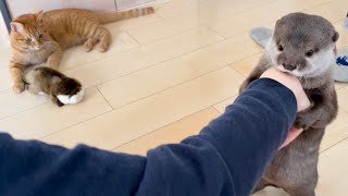 カワウソさくら 新しいぬいぐるみを取ったり取られたり譲ったり面白いカワウソ猫 Otter and cat with interesting reactions to stuffed animals