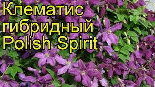 Клематис гибридный Польский дух (Полиш спирит). Краткий обзор, описание clematis Polish Spirit