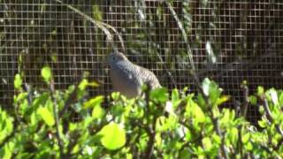 Zebra dove-sounds,Hawaii (Big Island)..