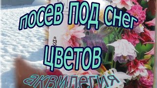 Посев под снег цветов : дельфиниума , аквилегии , шток роза ,люпина ,мальвы .