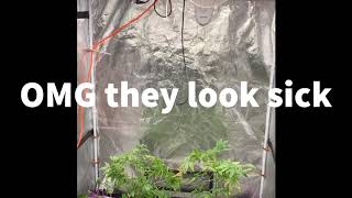 Spider Farmer SF-2000 saving neglected plants