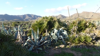 Cabo de Gata / Almeria / Spain