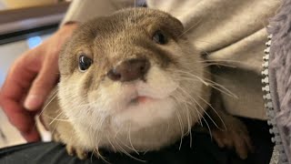 カワウソさくら 最近必ず脚に登り飼い主を巣にしようとするカワウソ otter nesting its owner's legs