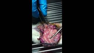 PUScam!!! Graphic!!! Rodent pyometra uterine cancer and necropsy