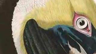 Audubon Art Drawn from Nature