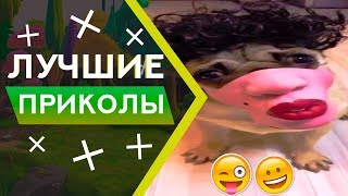 ПРИКОЛЫ 2019 BEST COUB ЛУЧШИЕ ПРИКОЛЫ СМЕШНЫЕ ЖИВОТНЫЕ COUB СМЕШНЫЕ ВИДЕО