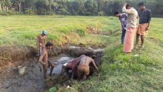 Kerala Amazing traditional style Fishing big Malabar Snake Head & baby's catching videos 2017