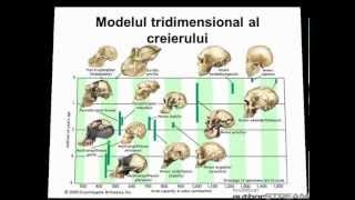 Structura anatomica si functionala a creierului