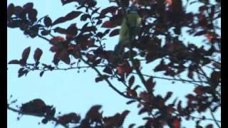 Patrice et Mario la colline aux oiseaux