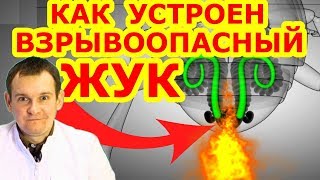 ЖУК-БОМБАРДИР. УНИКАЛЬНАЯ ВЗРЫВНАЯ ТЕХНОЛОГИЯ. Биософия насекомых.