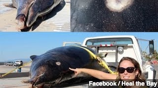Rare Whale Washes up on California Beach