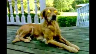 Just Goosebumps Dog Bark