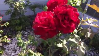 Quanh nhà ở Mỹ Livestream: Quá Xá Nhiều Bông Đẹp Đầy Này Mọi Người Ơi | Flowers