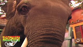 Zoboomafoo 101 - The Nose Knows | HD | Full Episode??