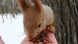Кормлю Рыжую, Ушастика и других белок / I feed the Redhead, the Ushastik and other squirrels