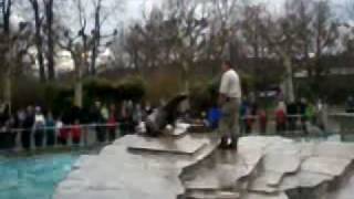 Seelöwen-Show in der Wilhelma 2010
