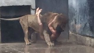 Man jumps into lion cage at Santiago Zoo @Hodgetwins