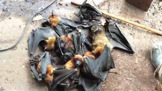 Clean Bat For Cooking Delicious food