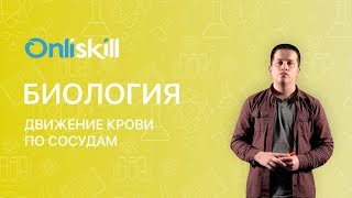Биология 8 класс: Движение крови по сосудам