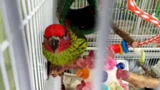 Talking Goldies Lorikeet  | Dazzle Says "Give me a kiss"