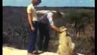 Lion mans best friend