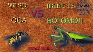 Богомол против Осы (wasp vs mantis) versus бои насекомых