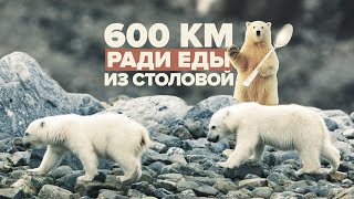 На Ямале два белых медвежонка прошли 600 км, чтобы вернуться к людям