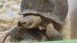 Спаривание гигантских исполинских черепах?Mating giant turtles