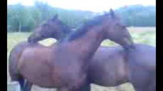 horse ass kissing