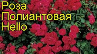 Роза полиантовая Хелло. Краткий обзор, описание характеристик, где купить саженцы