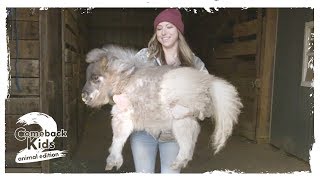 Mini Dwarf Pony Who Could Barely Walk Finally Gets To Run | The Dodo Comeback Kids S02E05