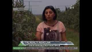 "RAYYAN"intensiv bagciliq MMC ATV xeber-de 22.07.2013