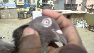High flying pigeon for sale