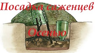Посадка саженцев винограда осенью.