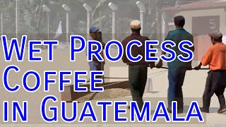 Wet Process Coffee in Guatemala