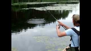 Reins Swamp Micro 2.8"