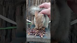 Белочка, лапочка / Squirrel, honey