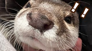 寝正月に危機を感じ外を走りに行くカワウソ otter feels threatened by the sleep New Year and goes for a run outside.