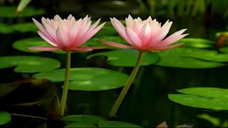 Цветущие кувшинки ♫♥  blooming water lilies