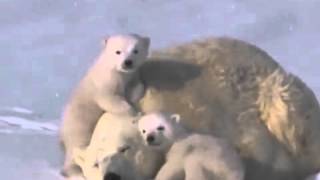 Заплутали мишки Аркадий Северный 1