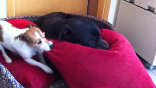 Rottweiler Tyson playing with Jack Russel Terrier Katy