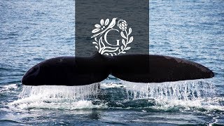 Best Whale Watching Holidays