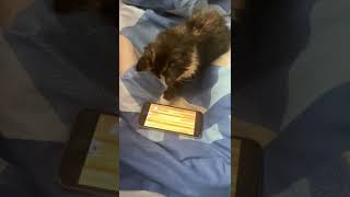 киска малышка играет в телефоне. редкий зверек трехцветная кошкамура