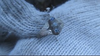 Поиск легенд.Поиск в старинном лесу. Розыгрыш игры дневник купца